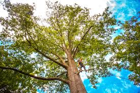 Trusted Berea, OH Tree Removal Experts