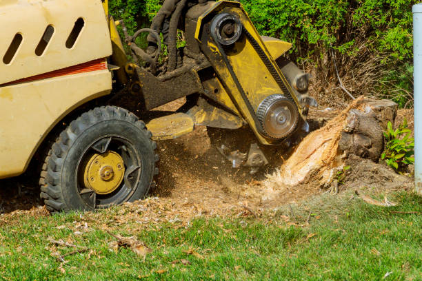 Best Storm Damage Tree Cleanup  in Berea, OH