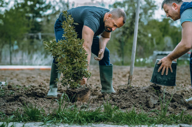 Best Artificial Turf Installation  in Berea, OH