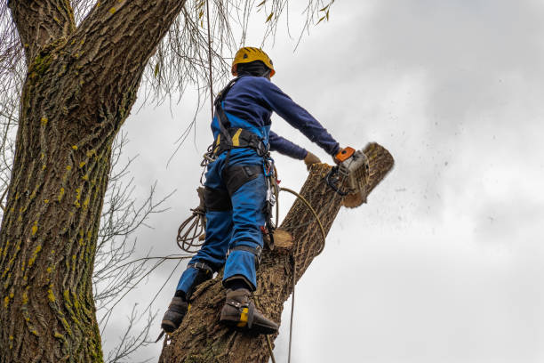 Best Firewood Processing and Delivery  in Berea, OH