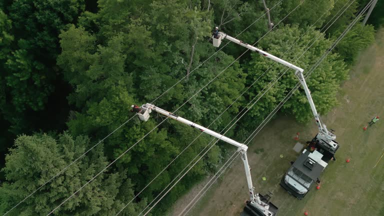 Best Hazardous Tree Removal  in Berea, OH