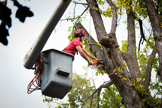 Best Seasonal Cleanup (Spring/Fall)  in Berea, OH