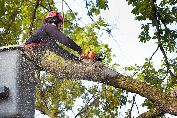 How Our Tree Care Process Works  in  Berea, OH