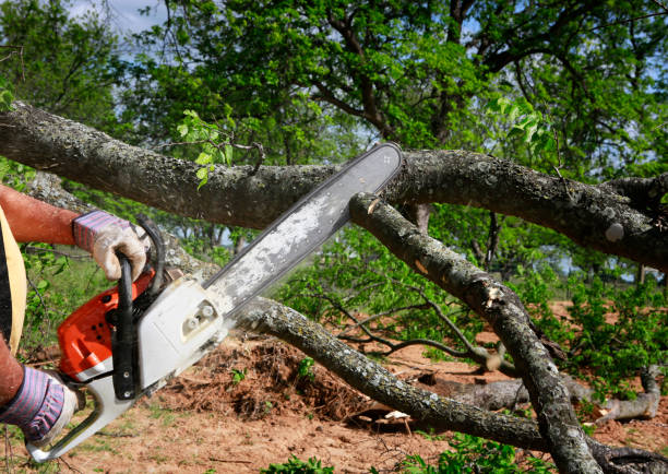 Best Lot and Land Clearing  in Berea, OH